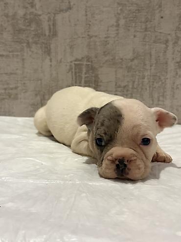 İtlər: Amerikan buldoqu, 1 ay, Peyvəndli, Ödənişli çatdırılma — 19