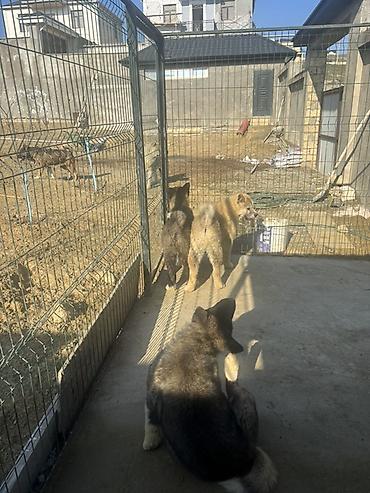 it satisi 2020: Akita-inu, 6 ay, Erkək — 8