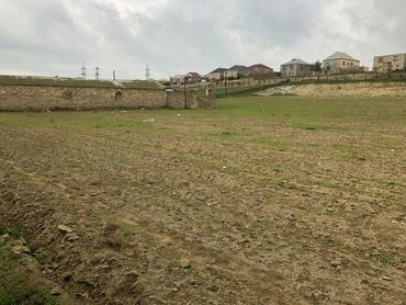 istixana v Azərbaycan | DIGƏR BIZNES AVADANLIĞI: Fermer təsərrüfatı içərisində olan 300 baş Simetal ətlik südlük