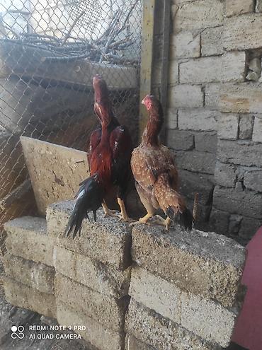 coban iti satiram: Salam hamsı satlır şəxsi öz qapı heyvandır dava vidiyosu da var təcili — 1