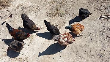 продаю животных: Продаю | Куры | Домашняя | Несушки — 3