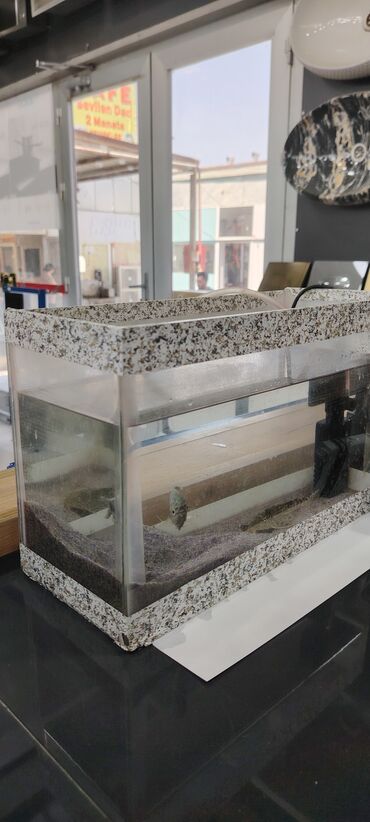 Akvarium aksessuar və ləvazimatları: Şəffaf şüşədən hazırlanmış düzbucaqlı akvarium. Ağ-boz rəngli ləkəli