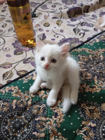 котенок белый купить: Очаровательные котята домашнего разведения - Пушистые белые малыши с