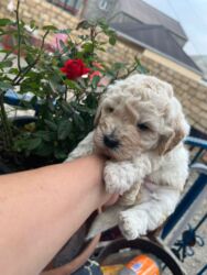 Qazanlar: Pudel, 2 ay, Erkek