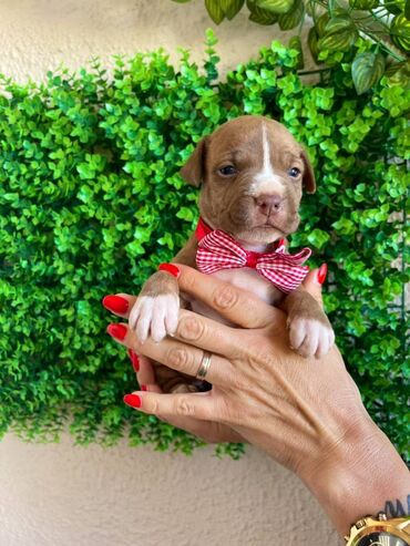Psi: Registrovana odgajivacnica pasa "Happy Puppies" ima u ponudi prelepe — 2