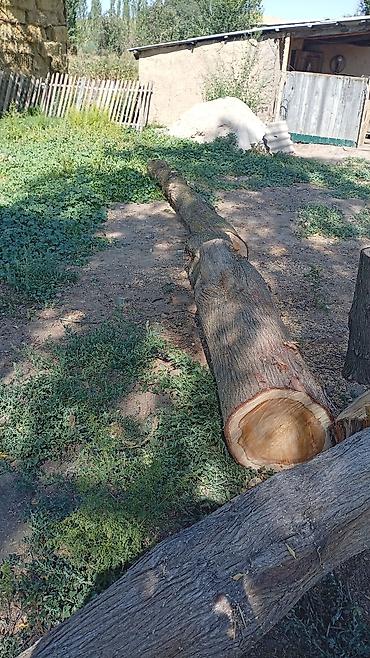 аквариум бишкек цена: Бревно/брёвна из свежеспиленного дерева. - Порода: лиственная — 1