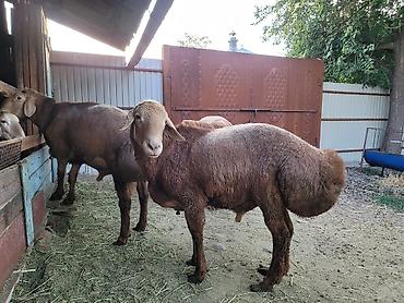 Баран, овца: Продаю | Баран (самец) | Для разведения — 11