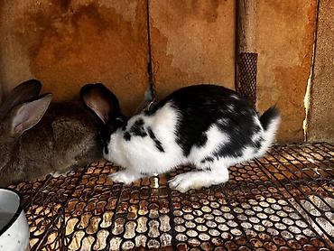 рыба для аквариума: Продаю | Крольчиха (самка), Кролик самец | Серый великан, Фландр, Калифорнийская — 1