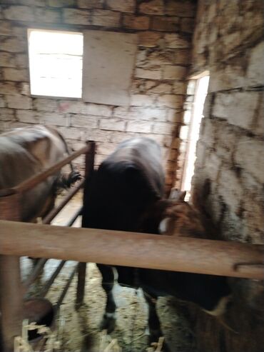 Inəklər, öküzlər: 6 baş dana satılır — 9