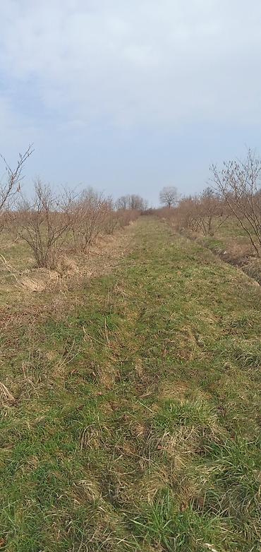 astara ev satılır: Kənd təsərrüfatı, Kommunal xətlər qoşulmayıb — 3