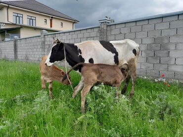 С/х животные и товары: Продаю | Корова (самка), Музоо, торпок | Голштин | Для молока | После отела