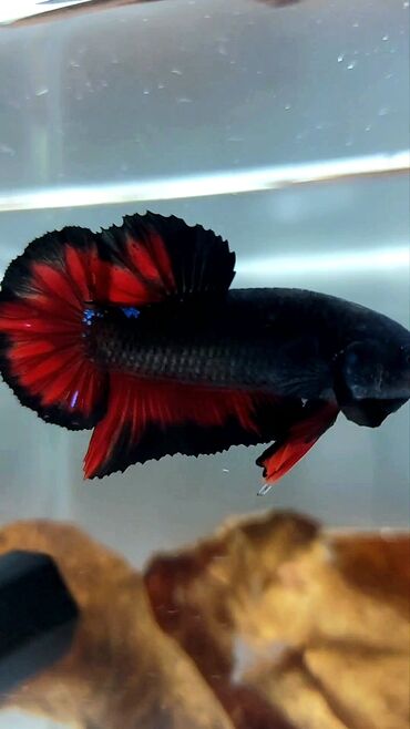 Changan: Betta (Petuşok balığı), Sülhsevər, Ünvandan götürmə, Pulsuz çatdırılma, Ödənişli çatdırılma