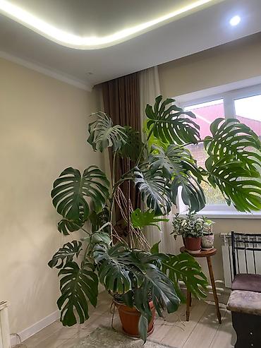 Монстеры: Монстера делициоза (Monstera deliciosa) — крупное комнатное растение с — 2