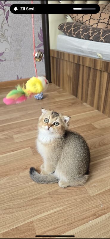 sabuncu it bazari 2024: Akita-inu, 2 ay, Erkek, Peyvəndli, Ünvandan götürmə