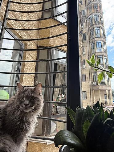 Мышыктар: Мейн-кун, 1 жаш, Эркек, Боз, Эмделген, Документтери менен, Бычылган — 3