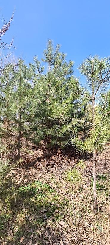 Декоративные деревья: Саженцы деревьев: Сосны — 13