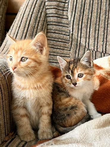 хочу котёнка: Котята — домашние, разного окраса: - рыжие полосатые - трёхцветные — 1