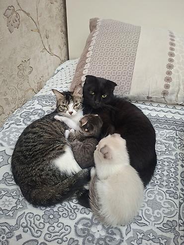 Мышыктар: Котята домашние, разного окраса: - Полосато-белый котёнок с короткими — 8