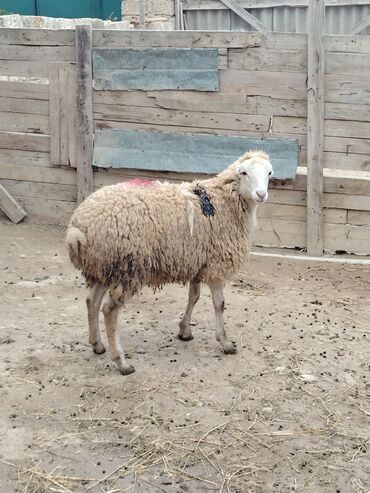 Qoyunlar, qoçlar: Salam alekum hər cəkidə quzumuz var erkək qurbanlıq quzular 270 — 9