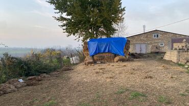 Torpaq sahələrinin satışı: Kənd təsərrüfatı — 2