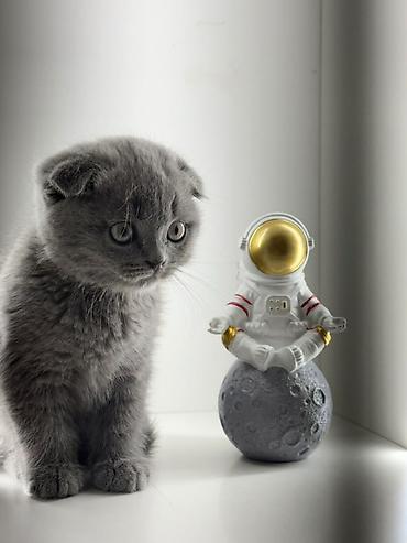Продажа кошек: Скотиш Фолд (Шотландская вислоухая), 2 месяца, Мальчик, Серый, Приучена к лотку, Проглистована — 1