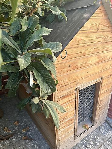 kecı: Ağac materialından hazırlanmış geniş it evi - Materiaal: təbii taxta — 2