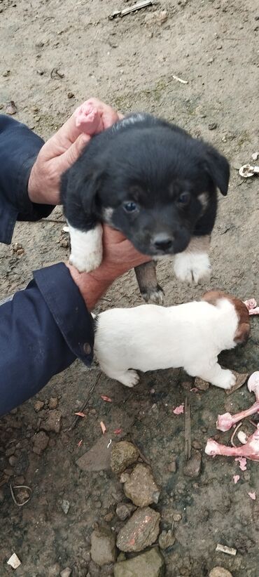 İtlər: Zvanoklar tam sağlam 40 günlük Binəqədidə şir erkek dişi var — 4