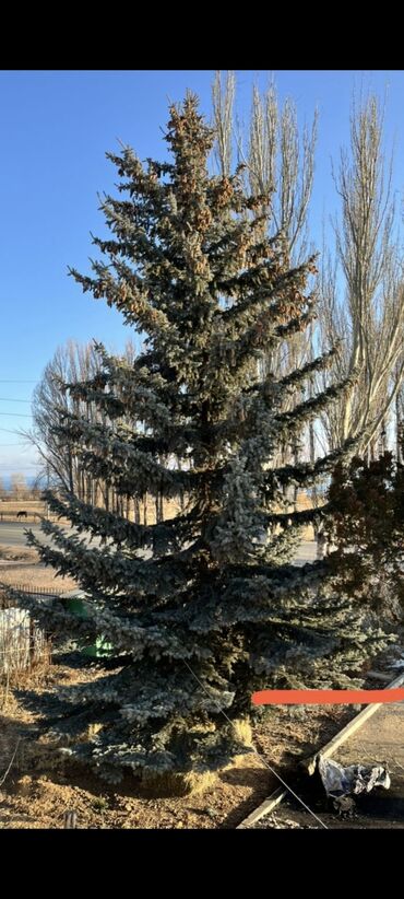 Декоративные деревья: Саженцы деревьев: Ель, Самовывоз