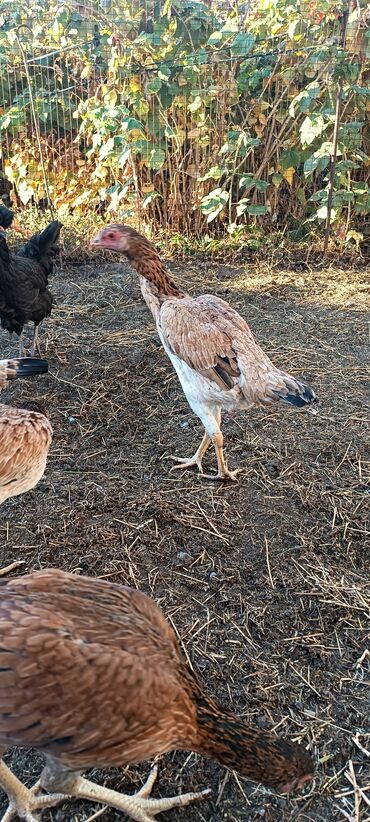 сколько стоят щенки ротвейлера: Дакан есть три курицы 5 месяцев