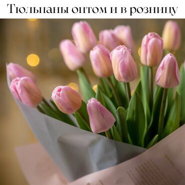 буу вещи: Тюльпаны оптом и в розницу‼️ прайс📉 до 50 шт - 140 сом от 50 до 100