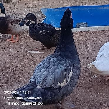 Ördəklər: Satılır hamsı bir yerdə — 12