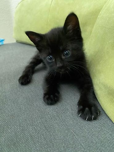 Отдам даром кошку: Отдам в добрые руки котят 🐱 Чудесные мальчики 🖤 Возраст-7 недель 💛 — 4