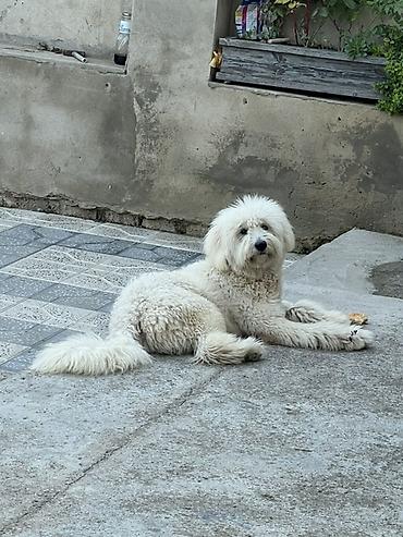 doyus itleri: 11 ay, Erkək, Peyvəndli, Ünvandan götürmə — 1