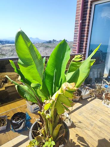 gül ağaçları: Banan bitkisi (ağacı) Ev şəraitində yetişdirilən banan bitkisi — 9