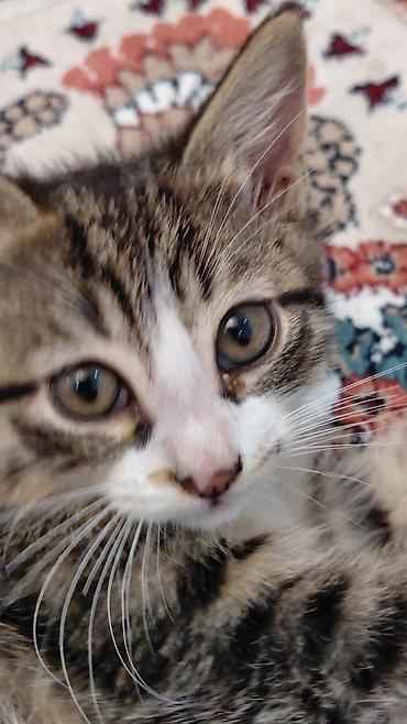 Pişiklər: Erkək, Ünvandan götürmə — 3