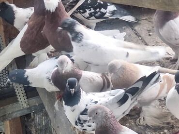 Птицы: Породистые декоративные голуби (разные масти и типы оперения) — 7