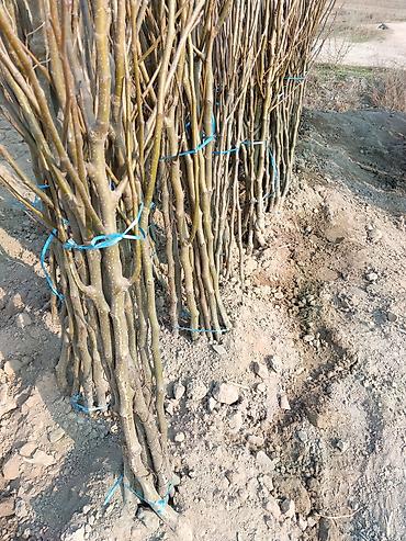 Малина: Малина — 14