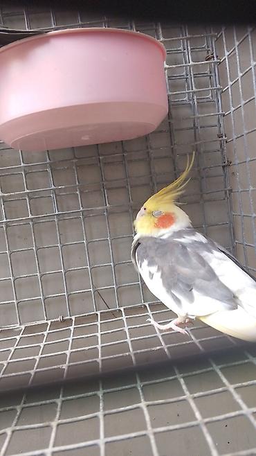 Попугаи: Məhsul: Nimfa tutuquşuları (Cockatiel) cütlüyü Xüsusiyyətlər: - Növ — 3