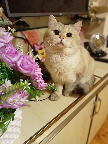 Кошки: Кот шиншилла колор поинт для вязки — 2
