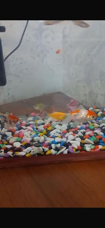 Akvarium Aparatlarla birlikdə tək akvarium qiymətinə balıqla birlikdə