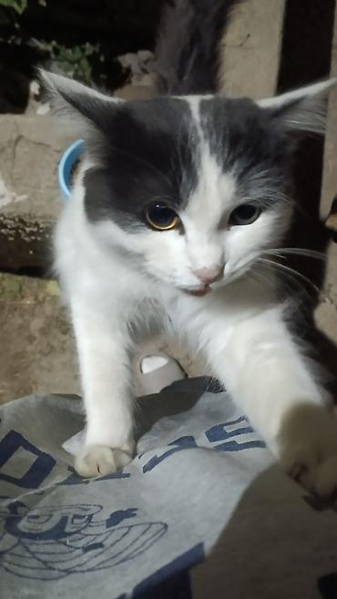 Находка и пропажа кошек: Пропала : Беспородная, Девочка, Белый — 1