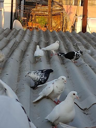 qara toyuq quşu: Salam Aleykum Goyercinlerin coxu tutulmalardi satilir Qiymetler 8 azn — 3