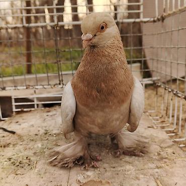 Другие с/х животные: Касмач +такла самец маладой играет не играет не знаю Подходит: - для — 7