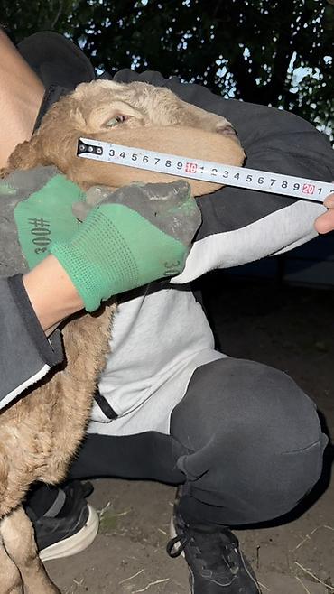 Баран, овца: Продаю | Овца (самка), Ягненок, Баран (самец) | Арашан | Для разведения — 19