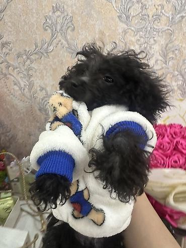 İtlər: Pudel, 3 ay, Erkek, Sənədli, Ünvandan götürmə, Ödənişli çatdırılma — 10
