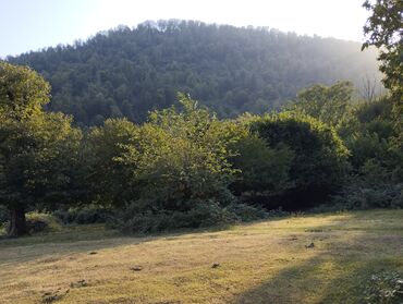 Torpaq sahələrinin satışı: Oguz Rayon Xalxal kendinde 49 sot torpaq satilir bagda qoz zogal -da lalafo.az — 3 Torpaq sahələrinin satışı: Oguz Rayon Xalxal kendinde 49 sot torpaq satilir bagda qoz zogal — 3