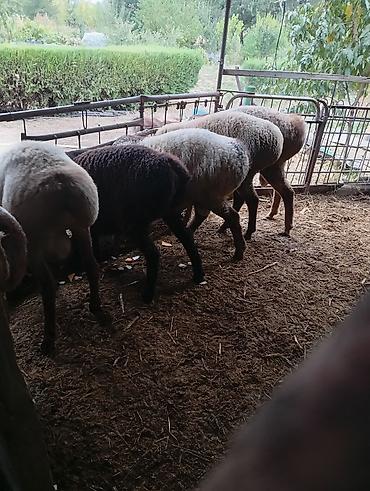 Башка жаныбарлар: Продам кочкоров, возраст 9месяцев.цена35 т.сом — 6