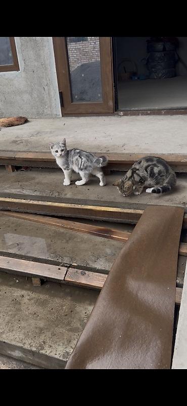 ищу кошку: Кошка даром: Скотиш Страйт (Шотландская прямоухая), 4 месяца, Мальчик, С прививками — 1