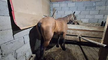 Продам с/х животных: Продаю | Конь (самец), Жеребец | Полукровка, Кара Жорго | Рабочий — 9