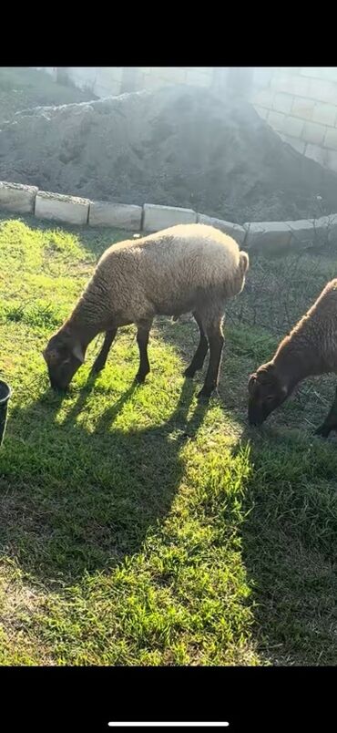 heyvan bazari inekler: Məhsul: Qoyunlar (əhəng rəngli/boz-qəhvəyi yunlu) Təsvir: -